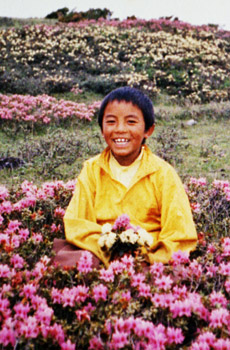4-young-mingyur-rinpoche